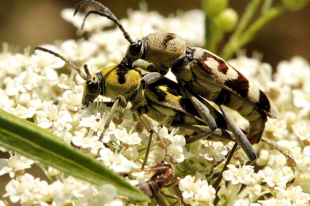 Chlorophorus varius